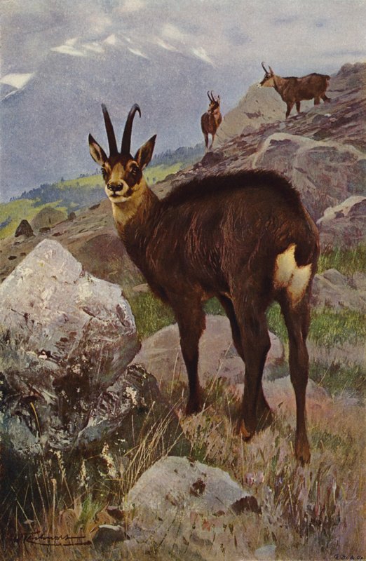 Säämiskä tekijältä after Wilhelm Kuhnert