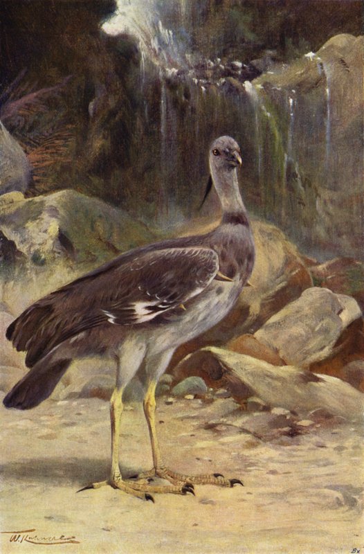 Crested Screamer tekijältä after Wilhelm Kuhnert
