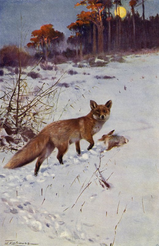 Kettu tekijältä after Wilhelm Kuhnert