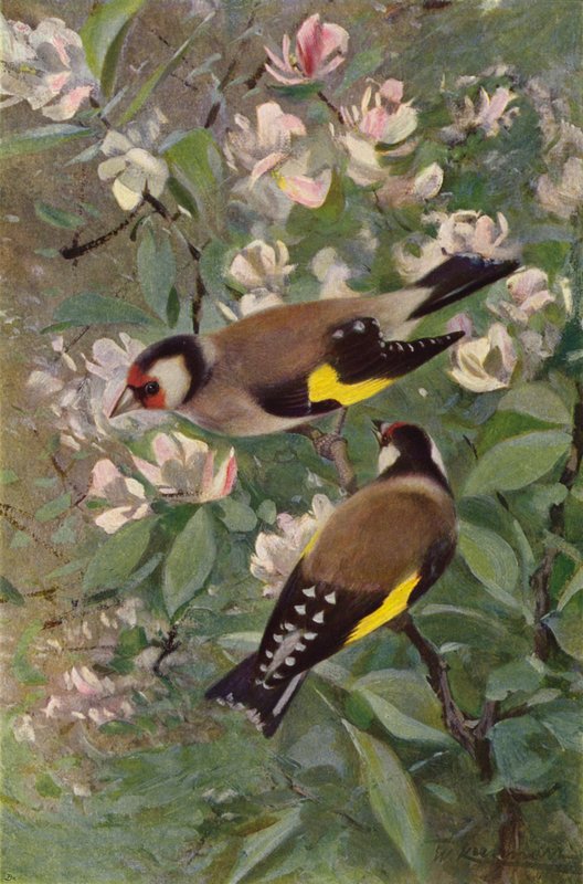 Kultatippo tekijältä after Wilhelm Kuhnert