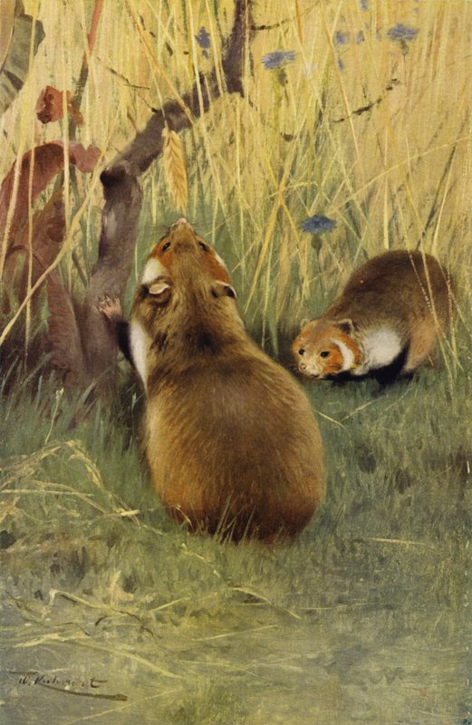 Hamsteri tekijältä after Wilhelm Kuhnert