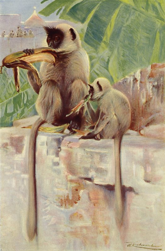Hanumanin apina tekijältä after Wilhelm Kuhnert