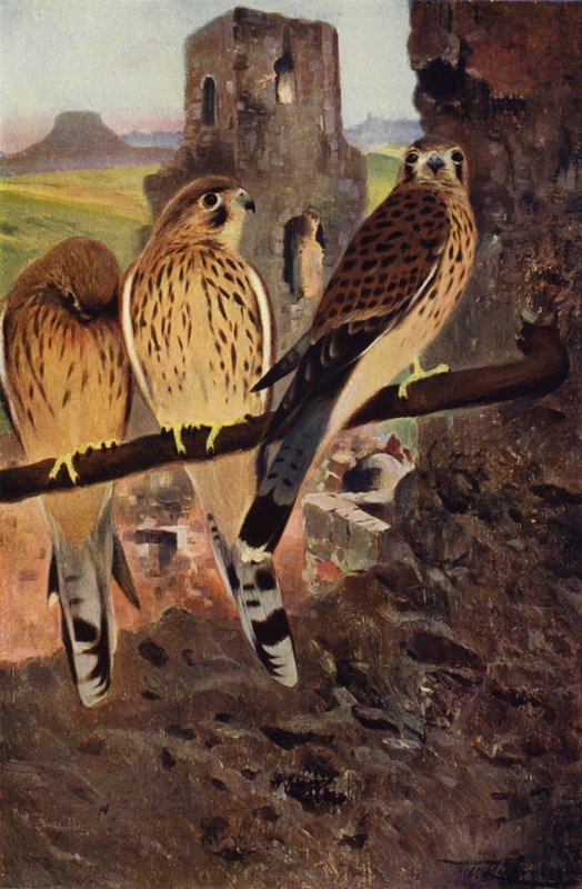 Kestrel tekijältä after Wilhelm Kuhnert