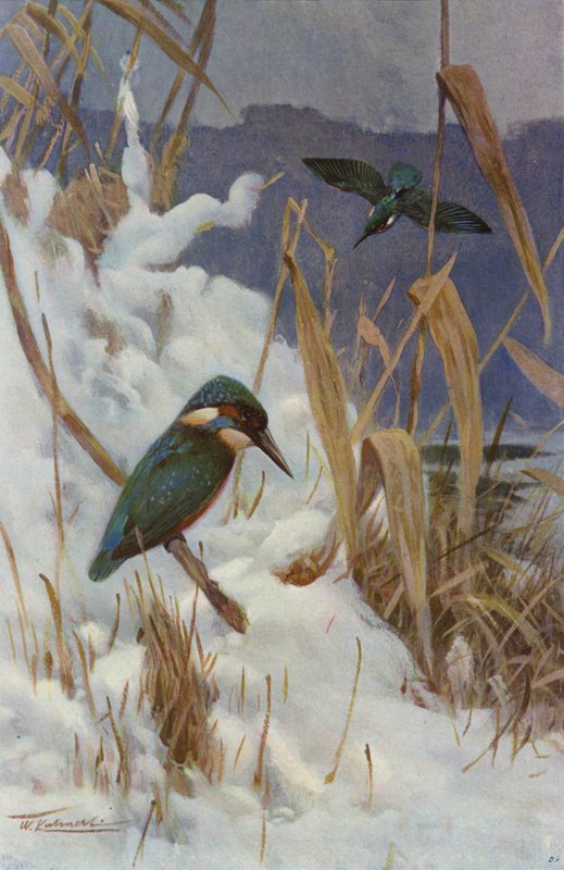 Kuningaskalastaja tekijältä after Wilhelm Kuhnert