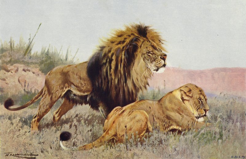 Leijona ja leijona tekijältä after Wilhelm Kuhnert