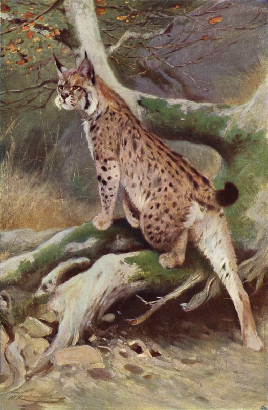 Ilves tekijältä after Wilhelm Kuhnert