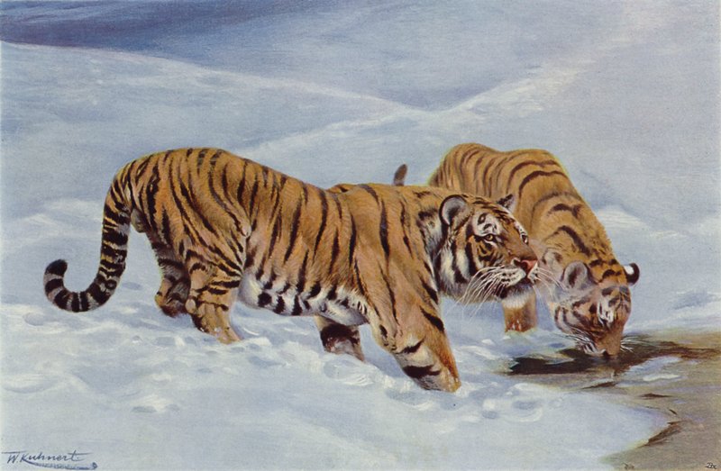 Manchurian tiikeri tekijältä after Wilhelm Kuhnert