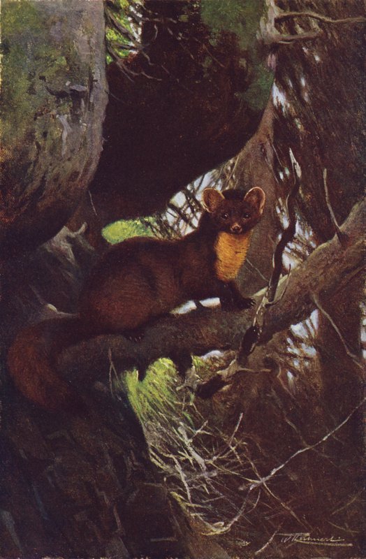 Mänty Marten tekijältä after Wilhelm Kuhnert