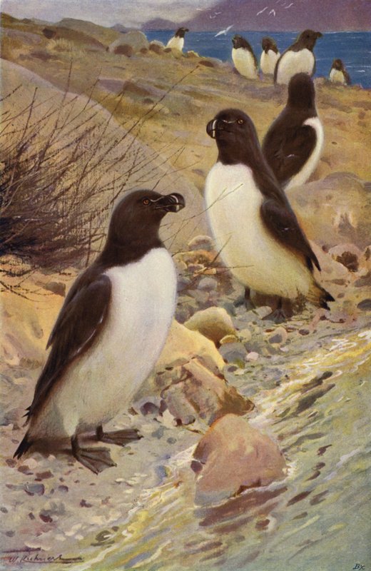 Razorbill tekijältä after Wilhelm Kuhnert