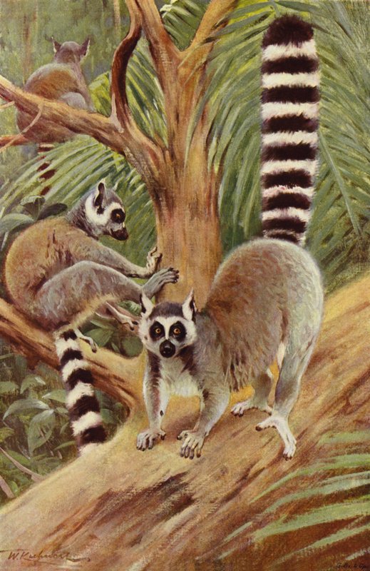 Rengaspyrstölemur tekijältä after Wilhelm Kuhnert