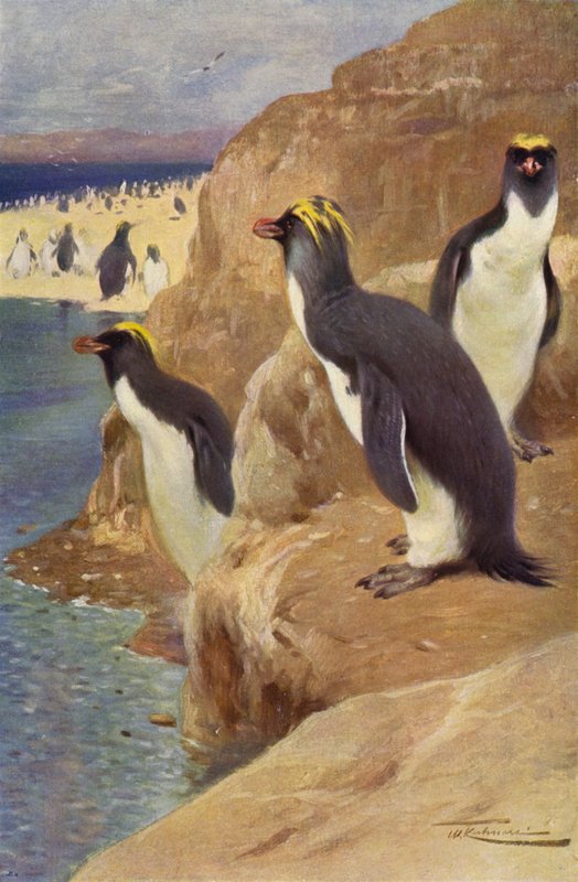 Rock Penguin tekijältä after Wilhelm Kuhnert