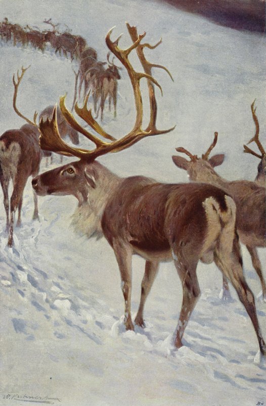 Skandinavian poro tekijältä after Wilhelm Kuhnert