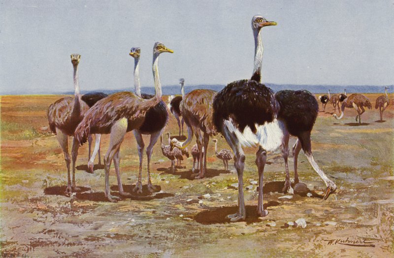 Somalian strutsi tekijältä after Wilhelm Kuhnert