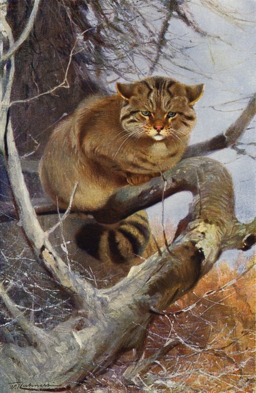 Villi Kissa tekijältä after Wilhelm Kuhnert